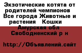  Экзотические котята от родителей чемпионов - Все города Животные и растения » Кошки   . Амурская обл.,Свободненский р-н